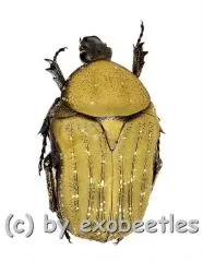 Polystalatica stellata stellata ( 10 – 14 ) A2