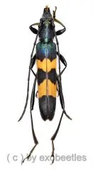 Polyzonus fasciatus ( 20 – 24 )
