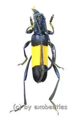 Polyzonus latefasciatus ( 20 – 24 )