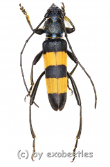 Polyzonus obtusus