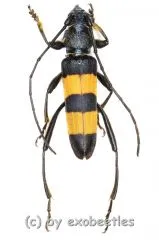 Polyzonus obtusus