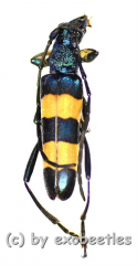 Polyzonus spec. ( 15 – 24 )
