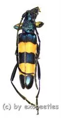 Polyzonus spec. ( 15 – 24 )