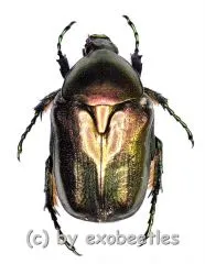 Potosia spec. ( 15 – 24 )