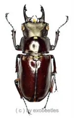 Prismognathus miyashitai ( 20 – 24 ) A2