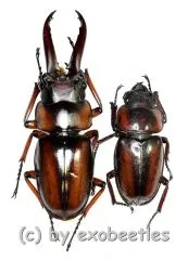 Prosopocoilus ( Metopodontus ) downesi savagei ( M 40 – 44 )