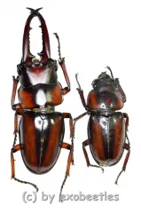 Prosopocoilus ( Metopodontus ) downesi savagei ( M 40 – 49 ) A2