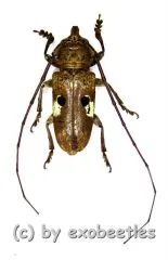 Prosopocera bipunctata ( 20 – 29 ) A1-