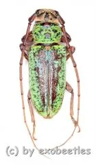 Prosopocera ( Hierogyna ) prasina ( 20 – 24 )