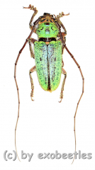 Prosopocera ( Hierogyna ) prasina ( 25 – 29 ) A2