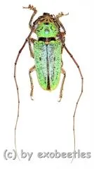 Prosopocera ( Hierogyna ) prasina ( 25 – 29 ) A2