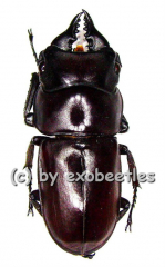 Prosopocoilus antilopus antilopus ( 20 - 24 )
