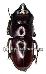 Prosopocoilus antilopus antilopus ( 20 - 24 )