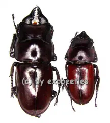 Prosopocoilus antilopus antilopus ( M 25 - 29 )