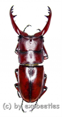 Prosopocoilus astacoides dubernardi ( 55 – 59 )