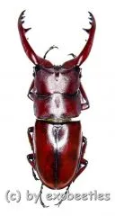 Prosopocoilus astacoides dubernardi ( 55 – 59 )