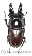 Prosopocoilus bulbosus mandibularis ( 30 – 34 )