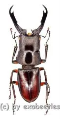 Prosopocoilus capricornus ( 35 – 39 )