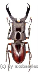 Prosopocoilus capricornus ( 25 – 29 )