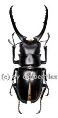 Prosopocoilus confucius ( 75 - 79 )
