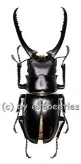 Prosopocoilus confucius ( 75 - 79 )