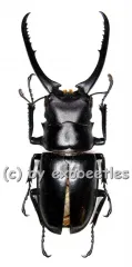 Prosopocoilus confucius ( 75 - 79 )