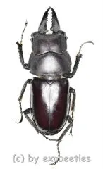 Prosopocoilus ( Prosopocoilus ) crenulidens ( 30 - 34 )