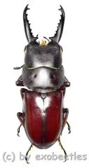 Prosopocoilus ( Prosopocoilus ) denticulatus ( 25 - 29 )