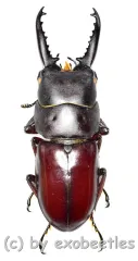 Prosopocoilus ( Prosopocoilus ) denticulatus ( 25 - 29 )