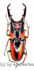 Prosopocoilus ( Metopodontus ) downesi savagei ( 7 x M / 1 x F ) ( M 25 – 54 )