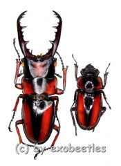 Prosopocoilus ( Metopodontus ) downesi savagei ( M 50 – 54 )