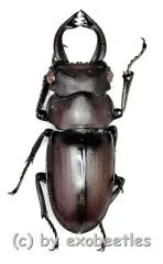 Prosopocoilus faber faber ( telodonte ) ( 25 – 29 ) A1-