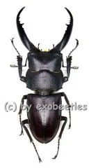 Prosopocoilus ( Epidorcus ) gracilis ( 35 – 39 )
