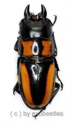 Prosopocoilus inquinatus nigripes ( 20 – 24 )