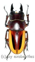 Prosopocoilus lateralis lorquinii ( amphiodonte ) ( 30 – 34 )