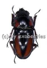 Prosopocoilus mirabilis ( 25 – 39 )