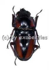 Prosopocoilus mirabilis ( 25 – 39 )