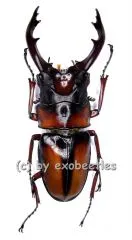 Prosopocoilus mirabilis ( 50 - 54 )