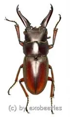 Prosopocoilus mysticus mysticus ( mesodonte ) ( 25 - 29 )