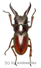 Prosopocoilus mysticus mysticus ( mesodonte ) ( 25 - 29 )