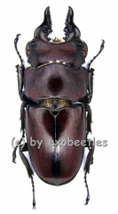Prosopocoilus natalensis ( 40 - 44 )