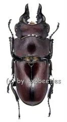 Prosopocoilus natalensis ( 30 - 34 )