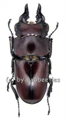 Prosopocoilus natalensis ( 30 - 34 )