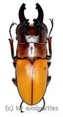 Prosopocoilus occipitalis occipitalis ( mesodonte ) ( 45 – 49 )