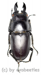 Prosopocoilus oweni ssp.ovatus ( 25 - 29 )