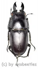 Prosopocoilus oweni ssp.ovatus ( 20 - 24 )