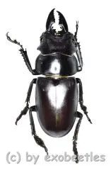 Prosopocoilus oweni ssp.ovatus ( 29 )