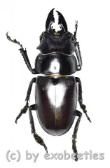 Prosopocoilus oweni ssp.ovatus ( 29 )