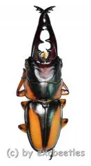 3 x Prosopocoilus savagei savagei ( M 50 – 54 ) A2