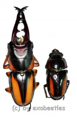Prosopocoilus savagei savagei ( M 50 – 54 )